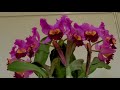 【4K Orchid】 International Orchid and Flower Show 2023. #世界らん展2023 #4K #orchid