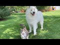 Samoyed Loves All The Cats At His Daycare — So His Family Adopts One For Him | The Dodo