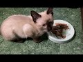 Siamese Kitten Senji DEMANDS food NOW!