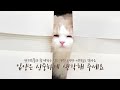 The Lovely Cat Train Is Now Leaving! (ENG SUB)