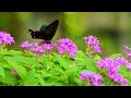 Insect Dance 8K ULTRA HD - Relaxing Movie With Beautiful Scenery And Soothing Music