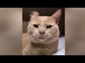 🐶 TRY NOT TO LAUGH 🐱😂 Best Funny Video Compilation 🐈❤️