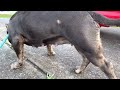 American Bully 4 weeks pregnant | GrCh Waffle House great granddaughter breeding #AmericanBully #NRK