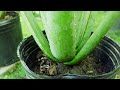 Why You Should Separate Aloe vera Pups