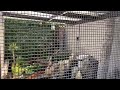 Aviary birds #youtuber #mybloopers