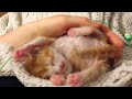 Kitten getting a belly rub😸