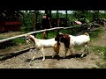 Boer goat crosses indigenous goats to improve quality | Goat farming in village