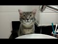 Gato tomando agua na torneira