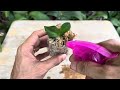 It's Miraculous How To Make A Small Orchid Instantly Revive Easily