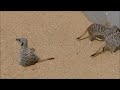 D27457vid.  Meet the Meerkats.