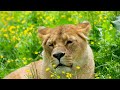 Animal Kingdom 4K - Beautiful Collection Of Wild Animals In Ultra HD 4K Screen Mode