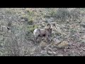 Colorado Big Horn Sheep: Majestic Wildlife