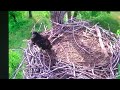 Eaglet practicing hunting with her ball.