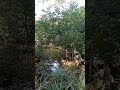 Hati hati bila masuk hutan.. (sekadar video penerangan)