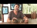 Gato Bengal original história genética criador gatil filhotes lindos