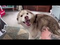 Hilarious Husky Reaction To Life Size Super Pets Movie Cut Out!😂. [BEST REACTION EVER!]