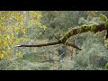 Panasonic GH4 Test Video (Cedar Flat, Oregon)