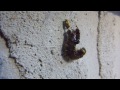 Don't watch if your heart breaks for caterpillars...
