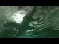 Xtreme Shark Dive Sydney, Wednesday 20/02/19