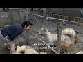 中国广东广州周粥流浪狗救助基地，义工第一天分享Volunteer at Zhouzhou Stray Dog Rescue Base in Guangzhou, Guangdong, China