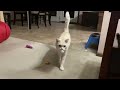 World's Funniest Cat Videos 😹 Funny Cat Video Compilation 😂Funny Cat Videos Try Not To Laugh😺Part 60