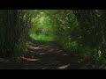 4K HDR Enchanted Forest - Blackbird Singing - Springtime Bird Song - Relaxing Nature Video & Sounds