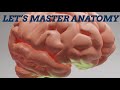 How to Study Anatomy Effectively In MBBS 1st Year | Medical School