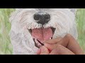 Watercolor Painting / Time-lapse / Miniature Schnauzer