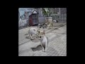 😅🐈 Funniest Cats and Dogs Videos 😆😂 Funniest Animals 2024 #16
