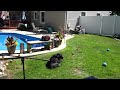 When Animals Attack | While filming today a bird attacked my dog | Black Lab vs Bird