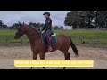 HOW TO GET YOUR HORSE ON THE BIT - (Thoroughbred Horses) OTTB Series