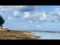 Monkey migration on white sand beach