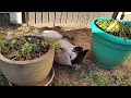 A Cat Named Mouse Found My Catnip Plant