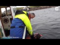 Choking Seal Rescued From Lobster Line