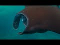 UNDERWATER WORLD 4K ULTRA HD [60FPS] - Relaxing Music - The Best 4K Sea Animals For Relaxation