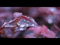 4K + Natural environmental sounds [Short version] Rain sounds
