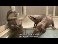 Child Otter Kisses Aty!