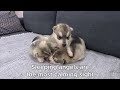 The Cutest Husky Puppies! My Dogs are Fleeing From Puppies