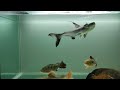 BEST PREDATOR FISH FEEDING | LIVE FEEDING , AGGRESSIVE Aquarium Fish , MONSTER FISH TANK