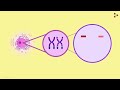 Laws of Genetics - Lesson 5 | Don't Memorise