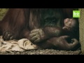 Proud Mum Shows Off Baby Orangutan: ZooBorns