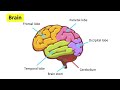 Brain anatomy & function 🧠| Easy science learning video