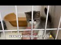 生後約2か月の子猫をお迎えしたら癒された【スコティッシュフォールド】