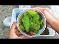 Propagating MOSS Collected from the Wild || How to propagate and find moss - Guide