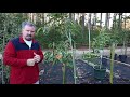 How to grow Fuyu Persimmons - Also Details on Native Persimmons