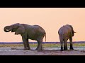 4K African Animals: Ruaha National Park, Tanzania - Relaxing Music With Video About African Wildlife