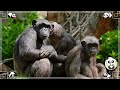 Cutest Animals Making Funny Sounds: Raccoon, Pig, Hippo - Domestic Animal Videos