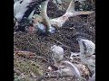Eagle Chicks Feeding