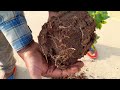 Easy Way To Grow Mogra Jasmine From Cuttings 100 % Rooting Result | Mogra Jasmine