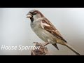 How to distinguish a house sparrow from a tree sparrow? House sparrow vs tree sparrow!